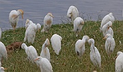 Cattle egret (bubulcus ibis),  Ngorongoro crater